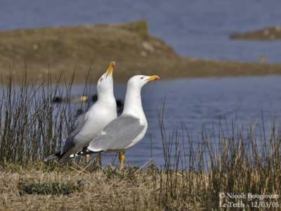 Les Mouettes Amoureuses Villa Louannec Ngoại thất bức ảnh
